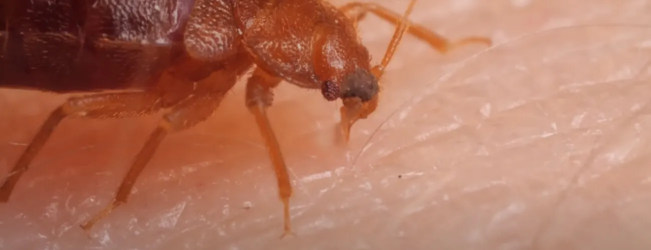 Укус бельевого клопа вблизи Укус постельного клопа вблизи