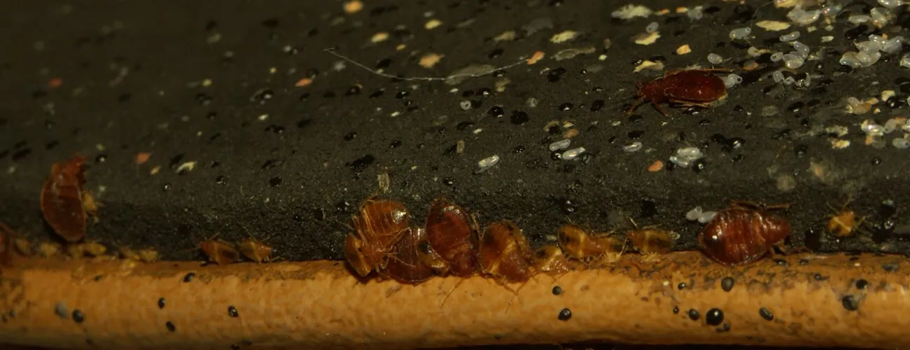 Яйца постельных клопов в гнезде