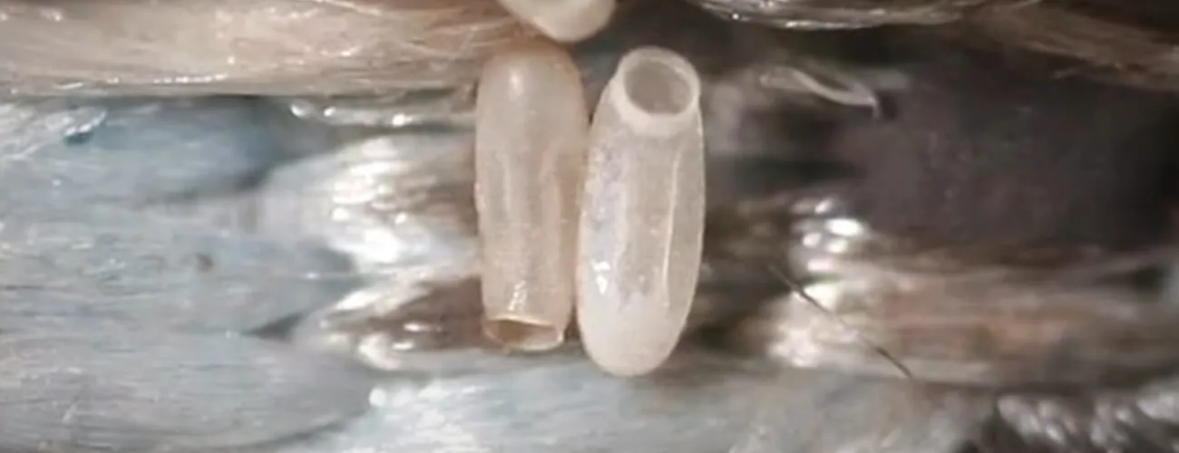 Вылупившиеся яйца постельных клопов