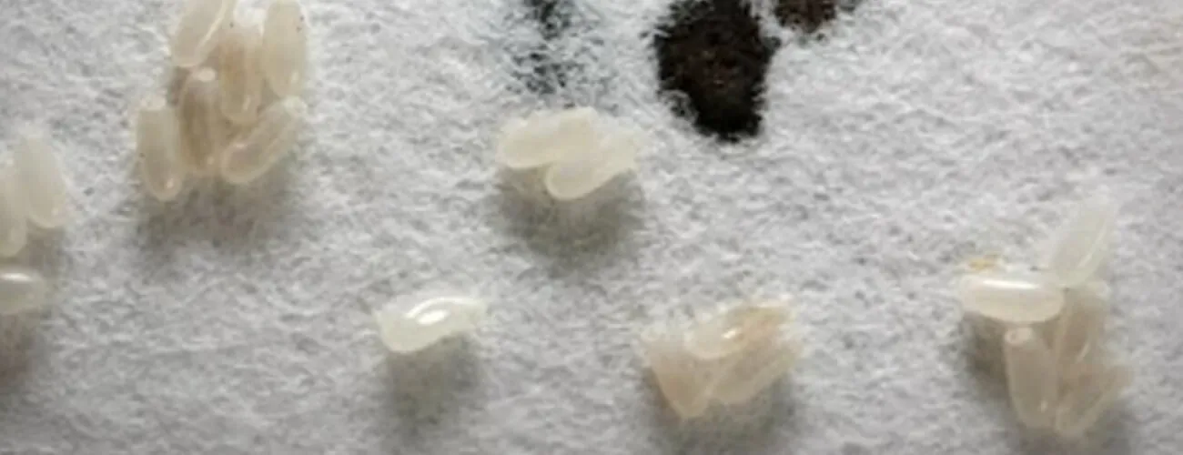 Как выглядят яйца постельных клопов