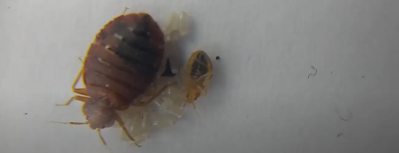 Постельные клопы: от яйца и личинки до взрослой особи