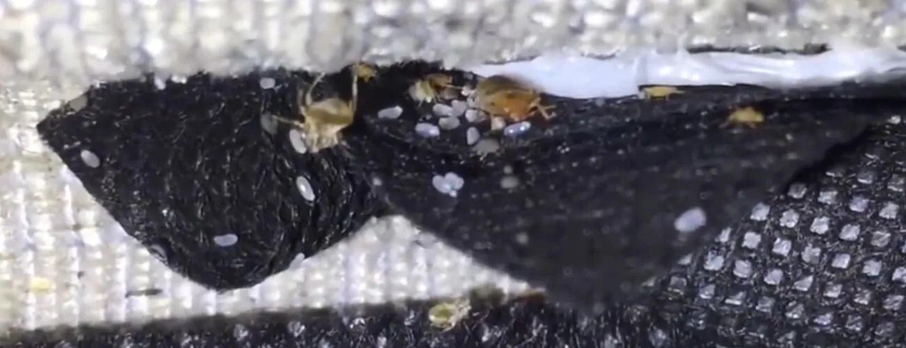 Постельные клопы и кладка яиц