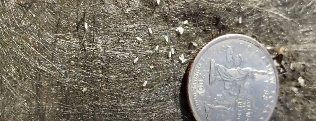 Размеры яиц постельных клопов по сравнению с монетой