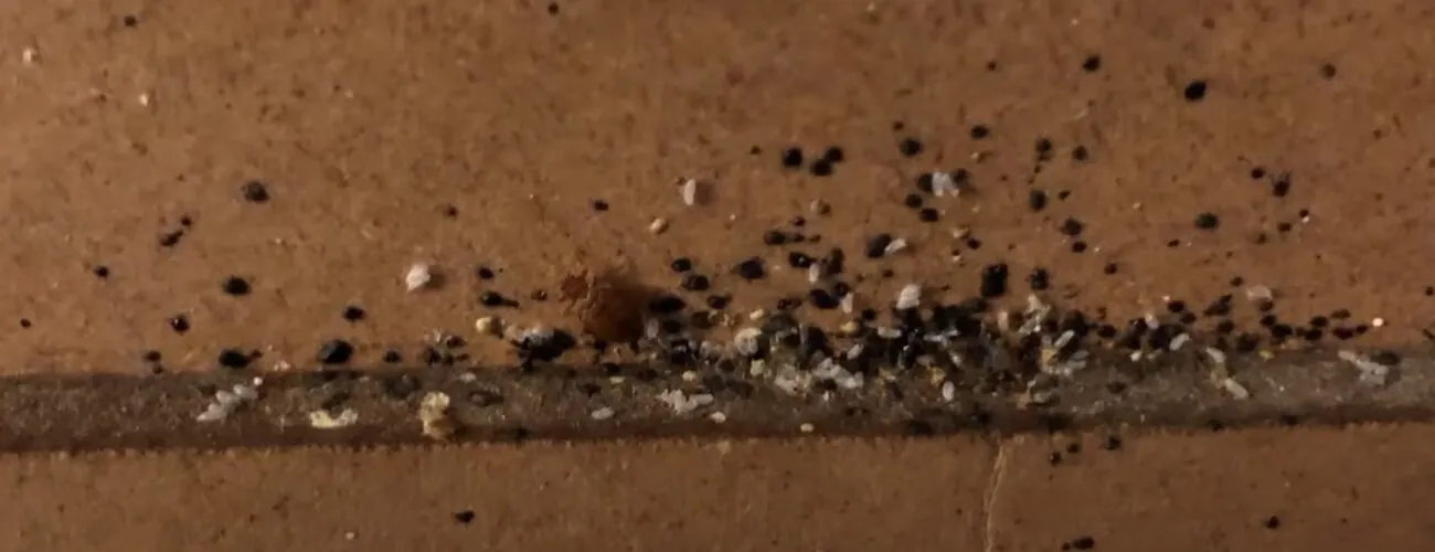 Яйца постельных клопов в гнезде