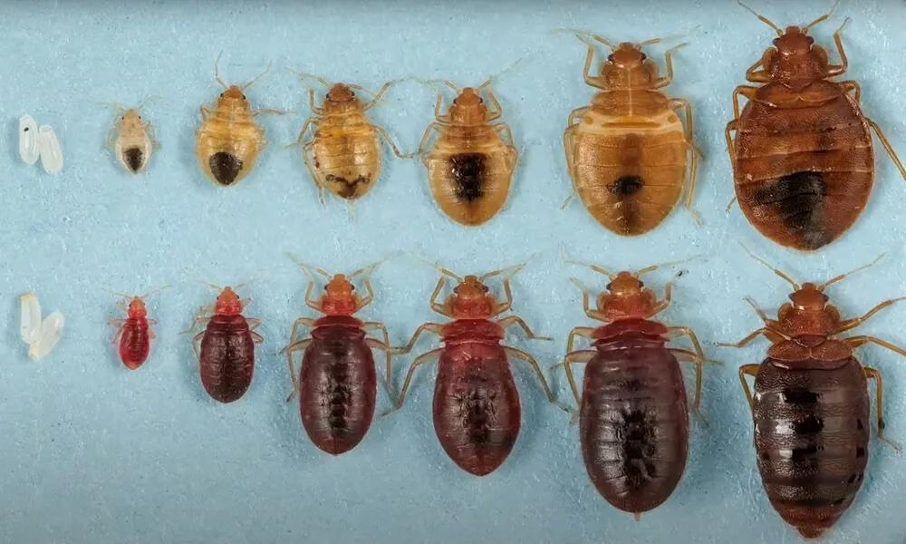 Стадии развития постельного клопа