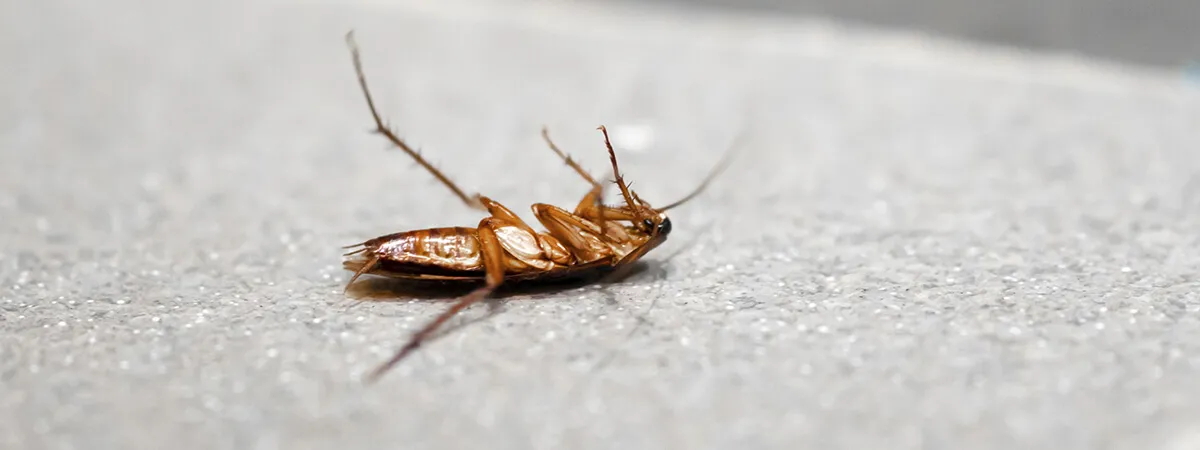 Запахи, пугающие тараканов