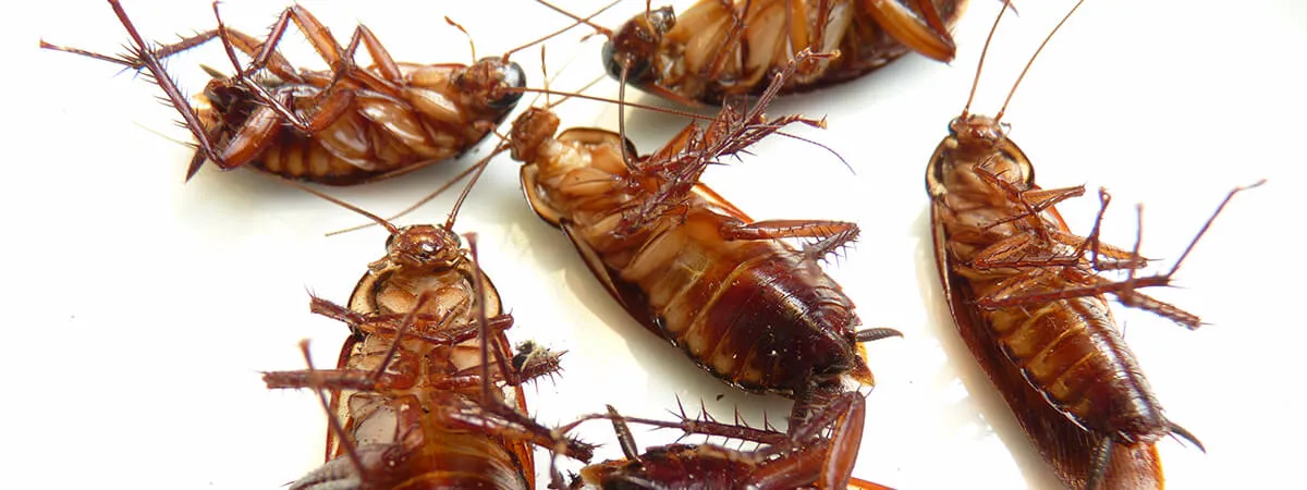 Каким запахом отпугивать тараканов