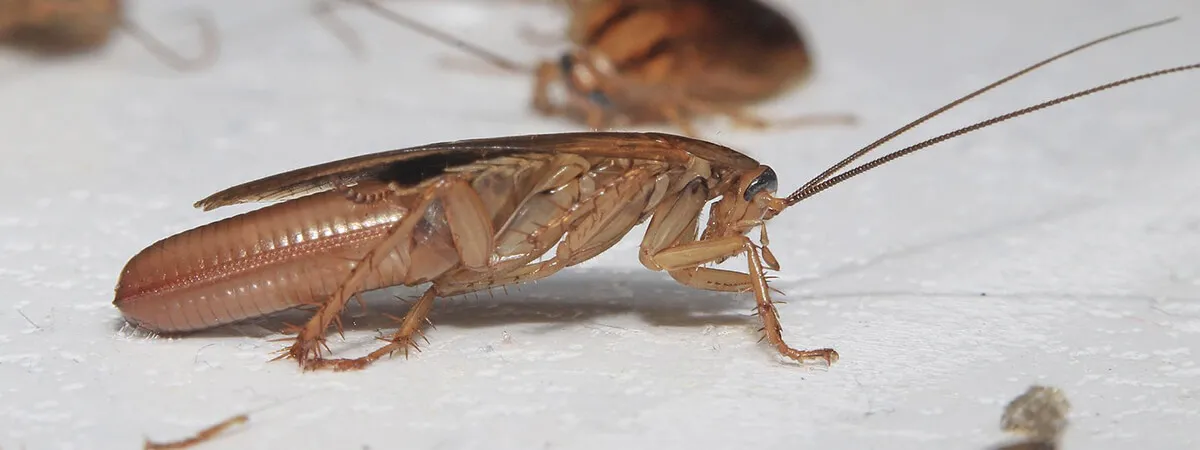 Как распознать тараканов по запаху: основные признаки