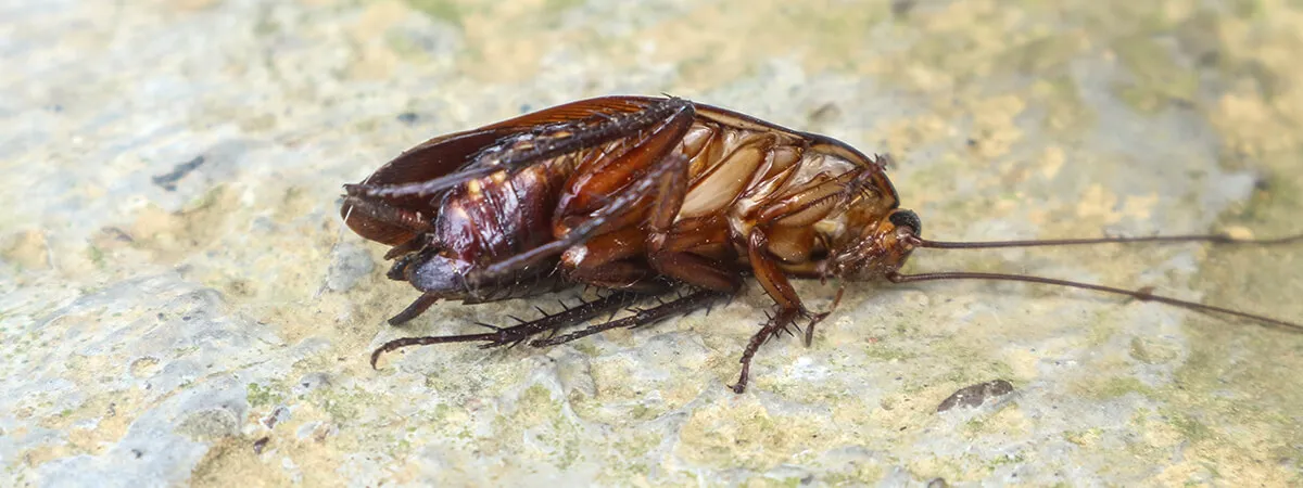 Как распознать тараканов по запаху