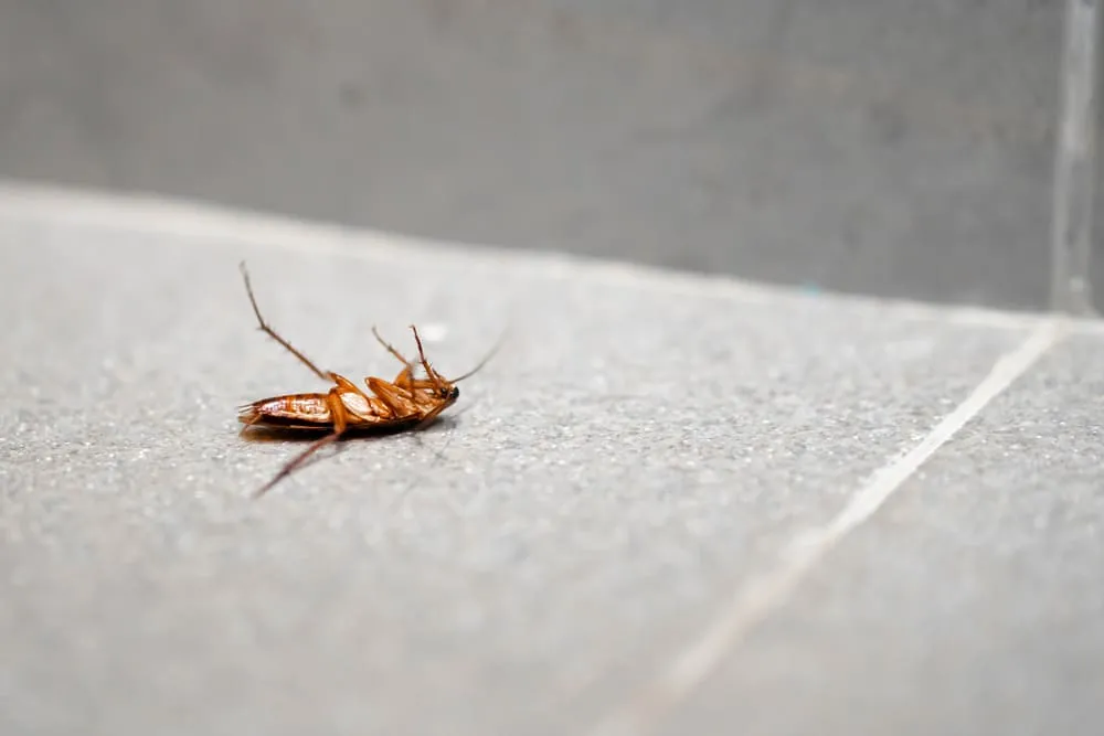 Страх перед тараканами