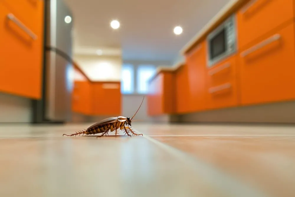 Принцип действия индоксакарба на тараканов