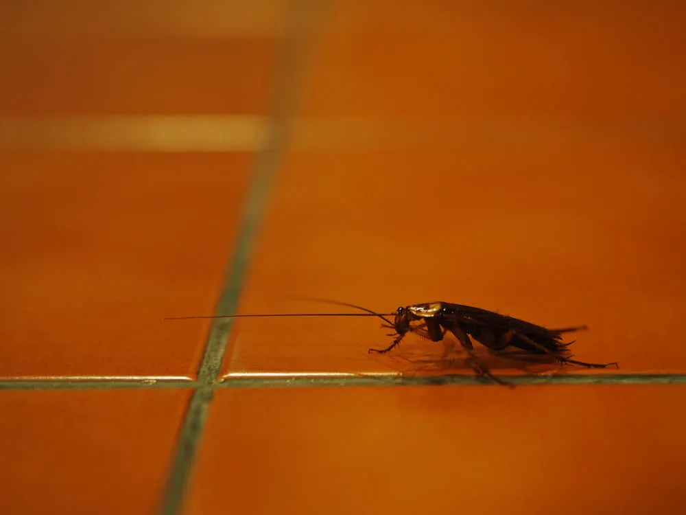 Инсектицид от насекомых