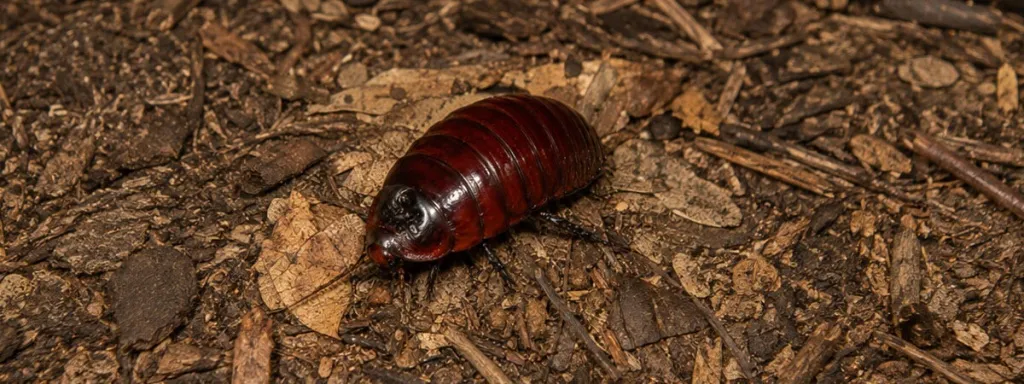 Таракан Macropanesthia rhinoceros.jpg Таракан Macropanesthia rhinoceros.jpg