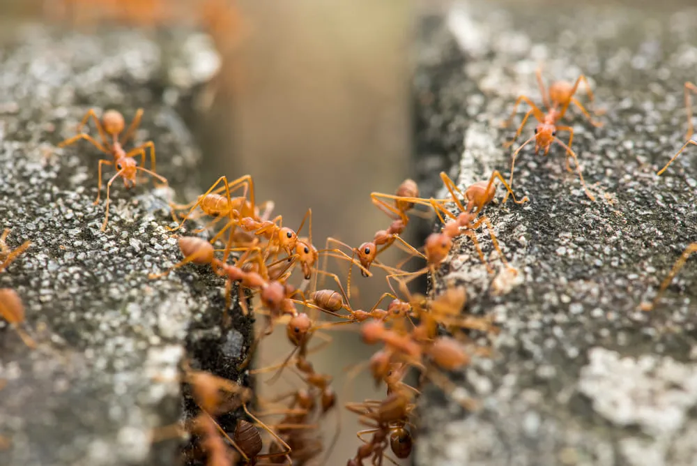 Откуда появились рыжие муравьи