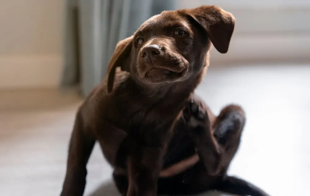 Укусы тараканов