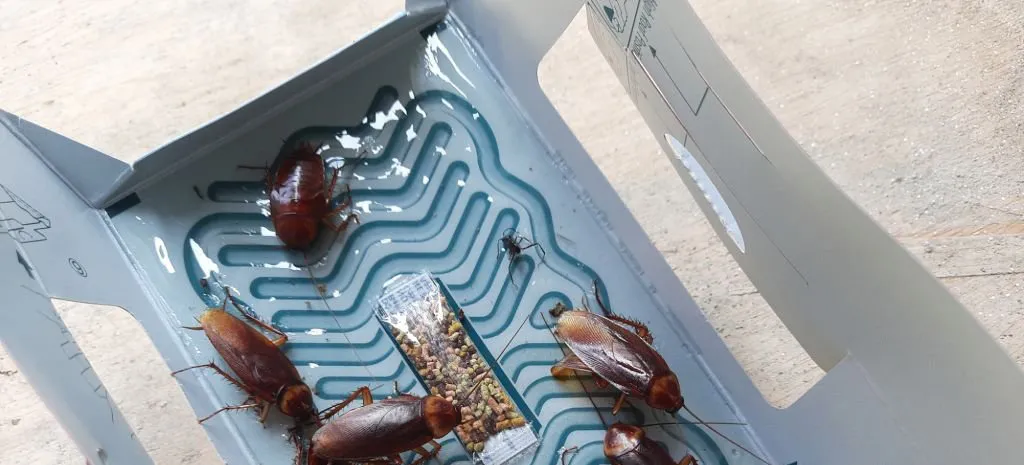 Клеевые ловушки от тараканов