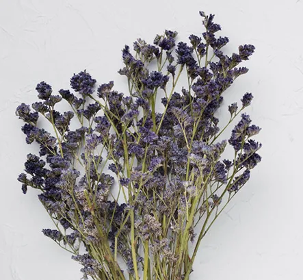 Лаванда от тараканов