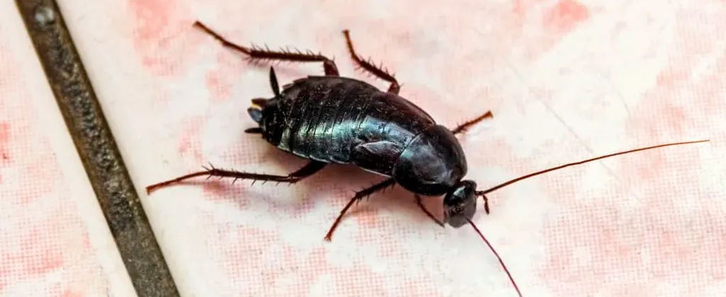 Восточный черный таракан