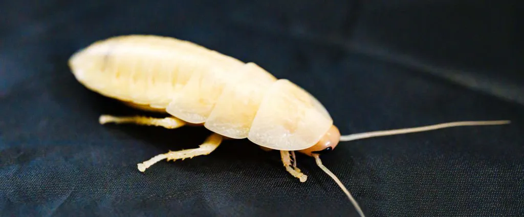 Белый таракан