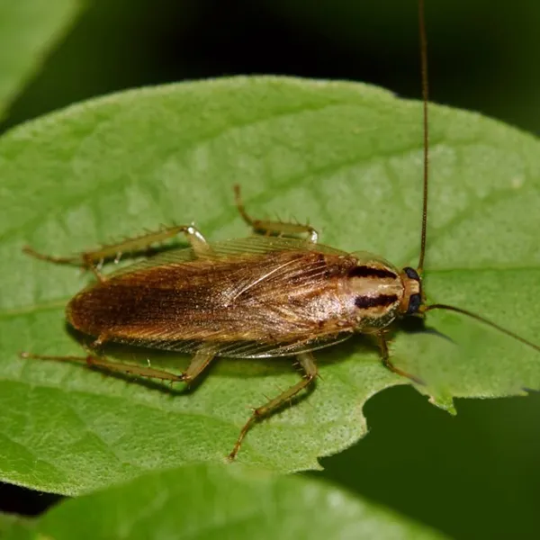 Виды тараканов