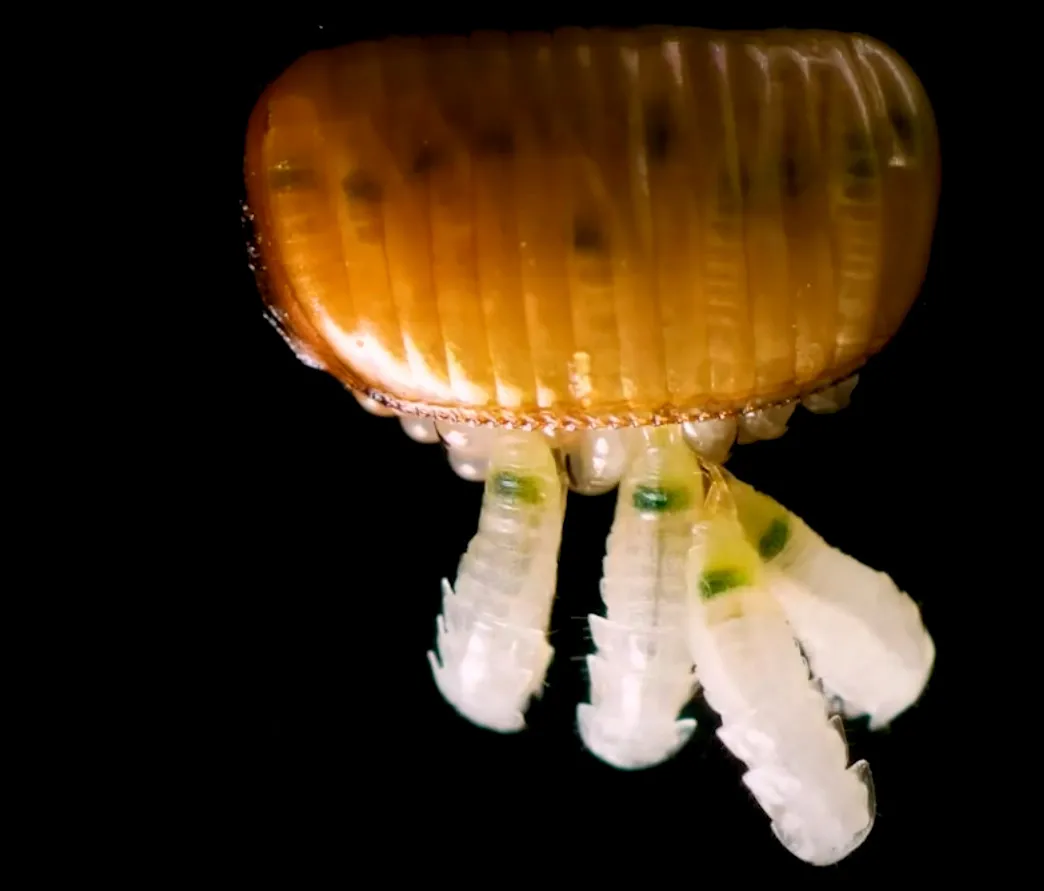 Яйца домашних тараканов