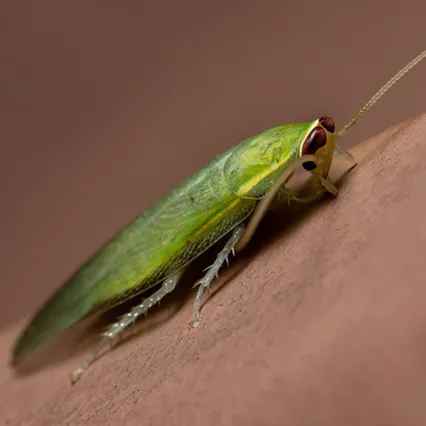 Зеленый таракан