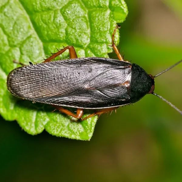 Разновидности тараканов