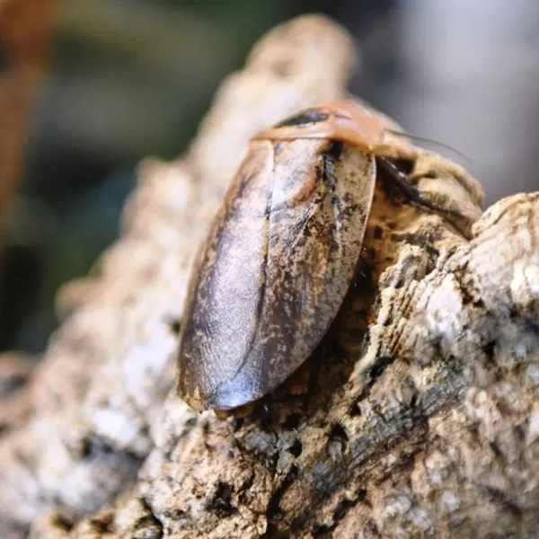 Виды тараканов в дикой природе