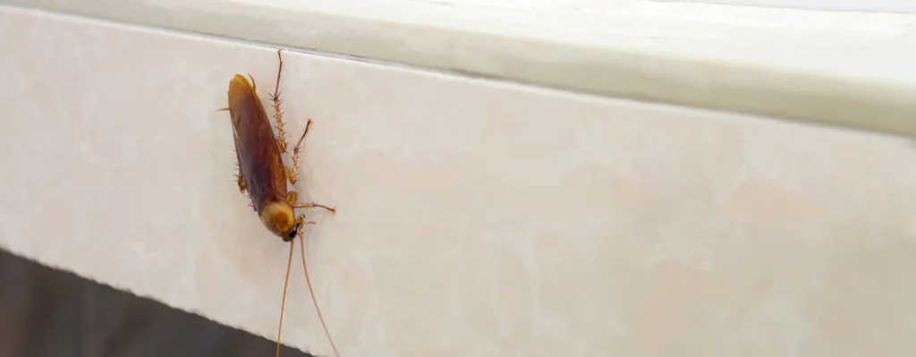 Рыжий таракан прусак