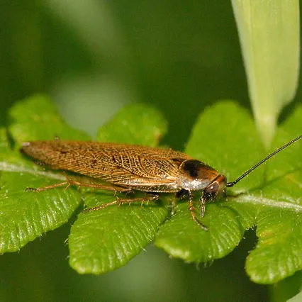 Таракан Ectobius lapponicus