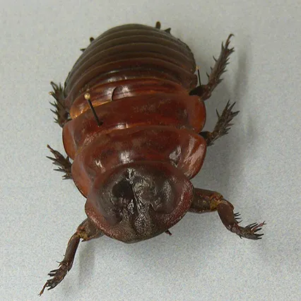 Таракан Macropanesthia rhinoceros